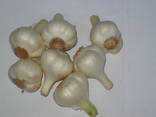 Hardneck Garlic