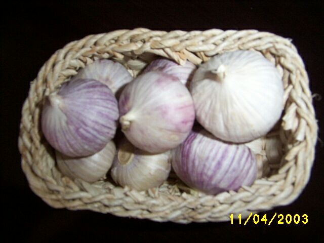 single clove garlic