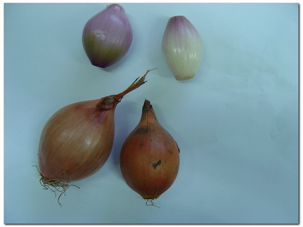 fresh shallot