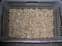 garlic peeling machine
