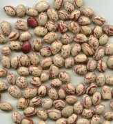 light speckled kidney beans round shpe size 150-155