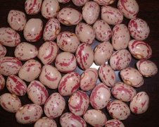 Xinjiang light speckled kidney beans round shape